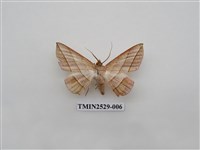 藏品(尺蛾2)的圖片